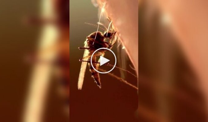 Незвичайний факт про комарів