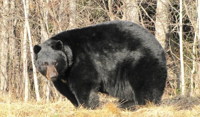 Барибал: американский медведь (7 фото)