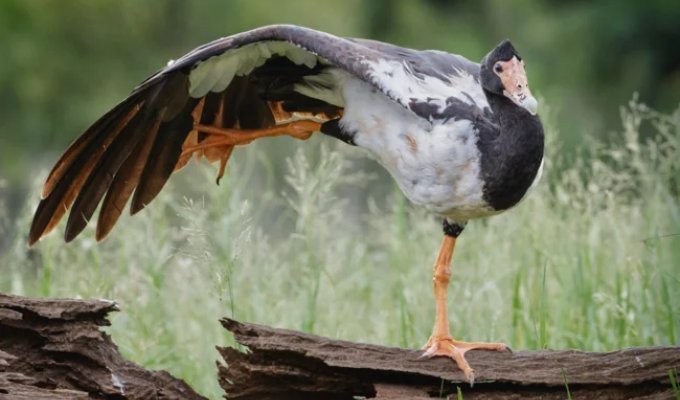 Сорока-гусь: как гаремные семьи помогли выжить? (6 фото)