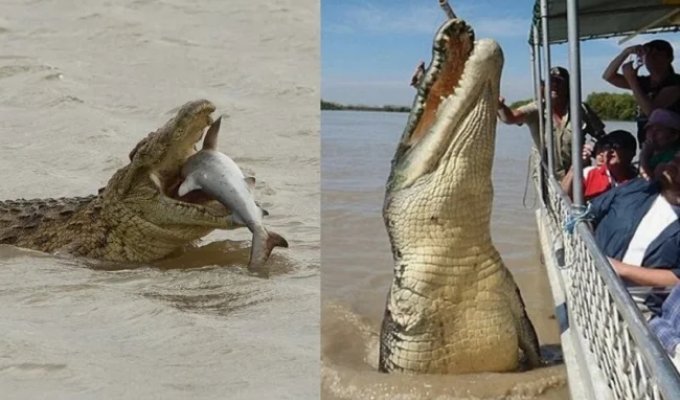 Saltwater Crocodile: So Large It Went Into the Ocean (10 photos)