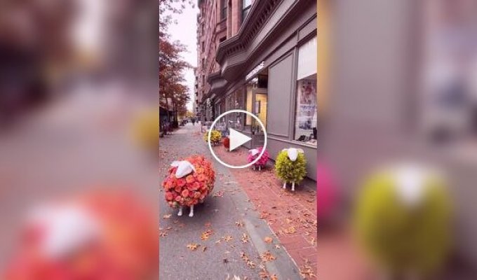 Цветочные овцы у магазина в Нью-Йорке