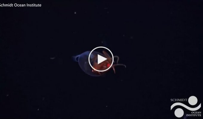 Антарктический гигантский кальмар впервые попал на видео
