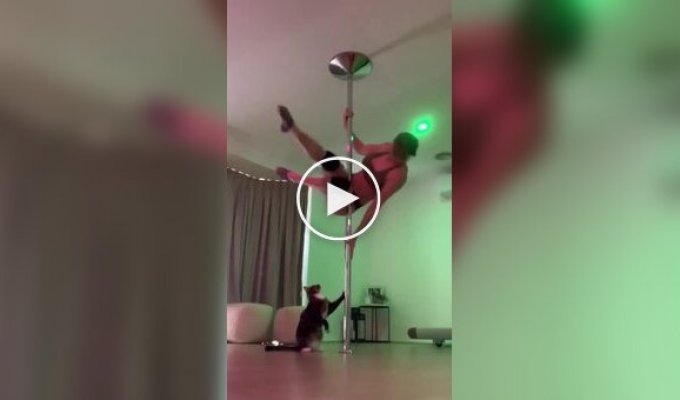 Cat disrupted a pole lesson