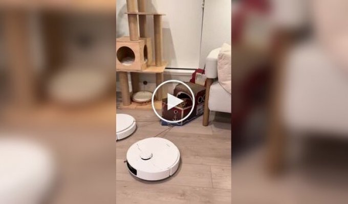 Robot vacuum cleaners are carrying a cat