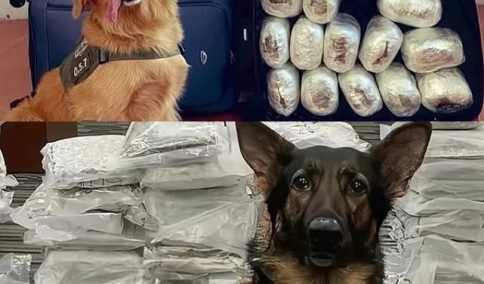 Полицейские собаки хвастаются своими находками (11 фото)