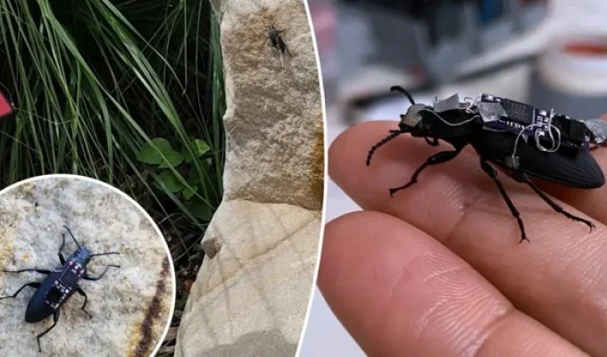 Will cyborg beetles save people? (5 photos + 1 video)