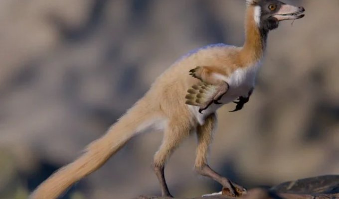 Dinosaur remains the size of a crow discovered (4 photos)