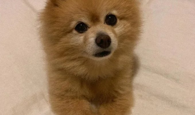 A girl from Australia decided to save money on a groomer, and here's what happened (2 photos)