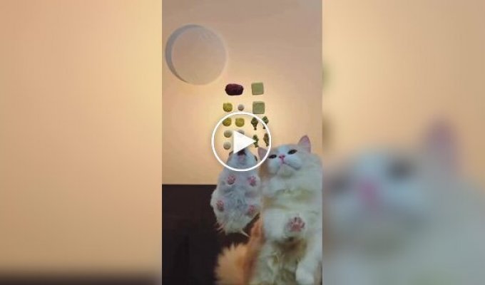 Хомяк обошел кошку в «гонке» за лакомствами