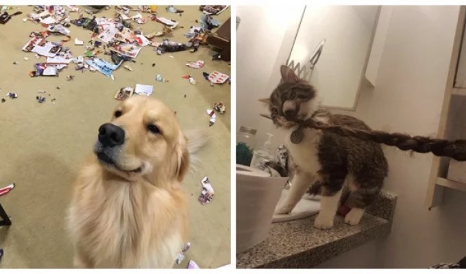 Woolly mischief-makers: 20 pets that are too cute to be angry with (21 photos)