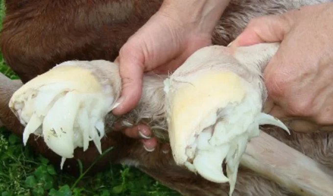 «Щупальця» на копитах лошат (5 фото)