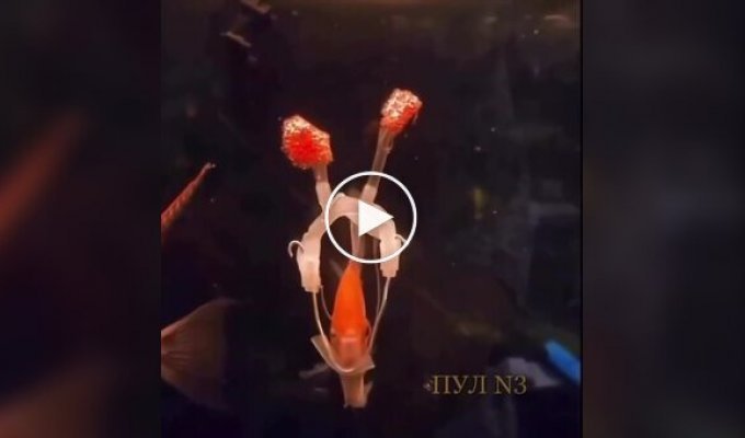 Господар виконав бажання рибки