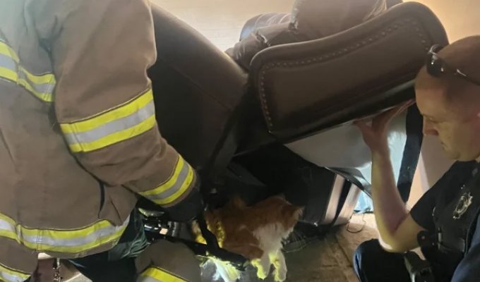 Fat Cat Stuck in a Chair Before a Visit to the Vet (2 photos) (photo)