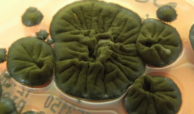 A black fungus that feeds on radiation was found in Chernobyl (4 photos)