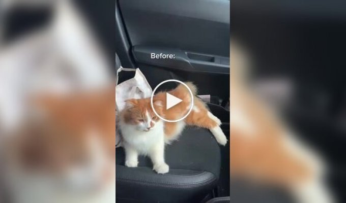 Господині довелося викликати пожежних через кішку, яка випадково заперлася в машині