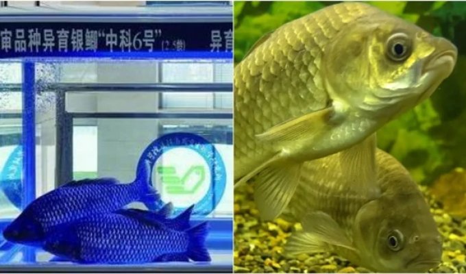 Революція в тарілці: китайці створили коропа без дрібних кісточок (3 фото)