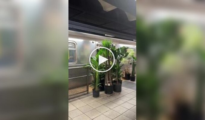 Великий переїзд у садівника