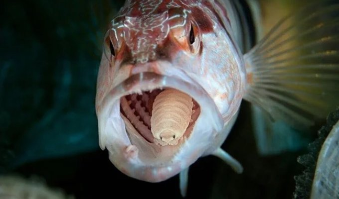 Tongue Woodlice (4 photos)
