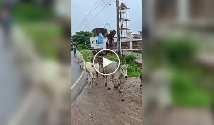 Indians' Special Attitude to Manure