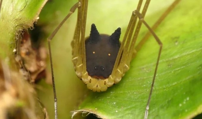 Rabbit Harvestman: Why Does a Spider Have a Dog's Head on Its Back? (5 photos)