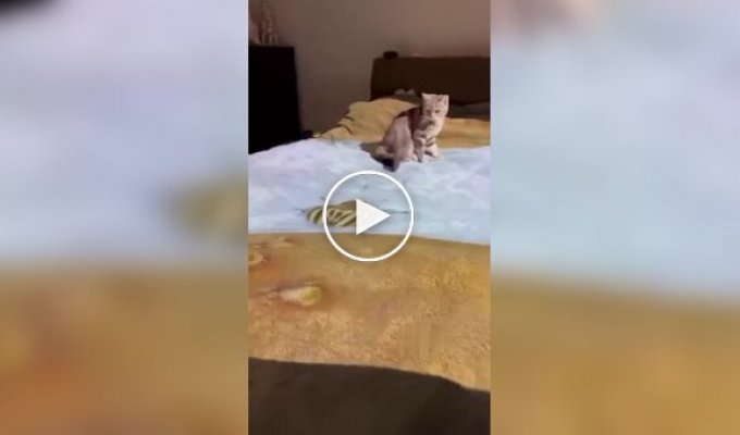 Хозяин кота развлекает питомца с помощью проектора