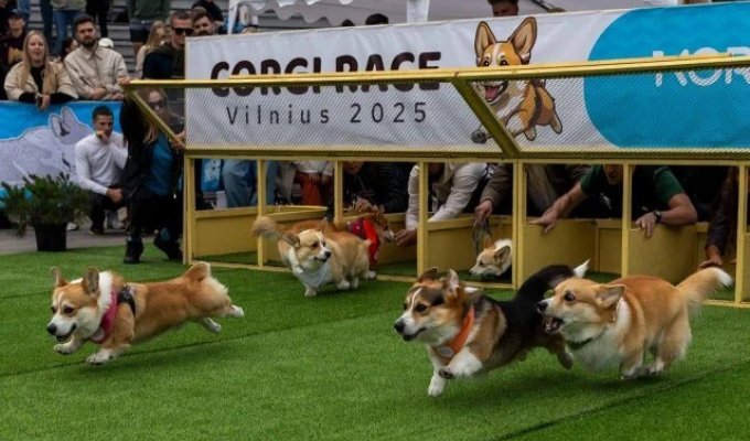 International Corgi Races were held in Lithuania (5 photos + video)