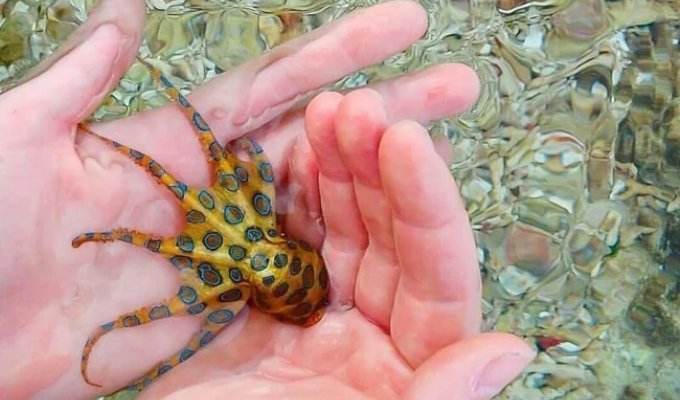 Blue-Ringed Octopus: Its Venom Is Enough to Kill 30 People! (7 photos)