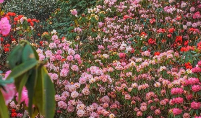 Квіткове море Гуйчжоу (7 фото + відео)