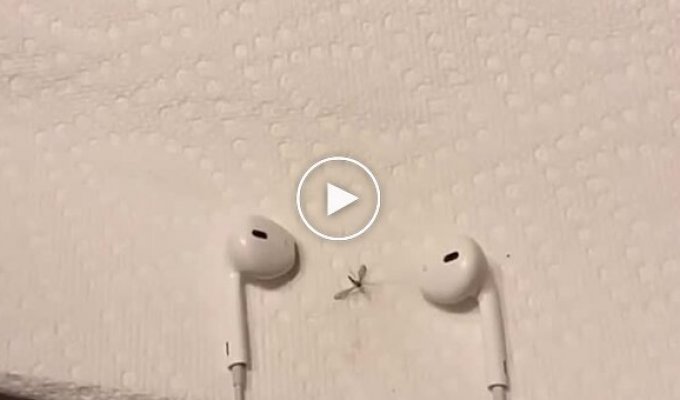 Mosquitoes can be scared away with dubstep
