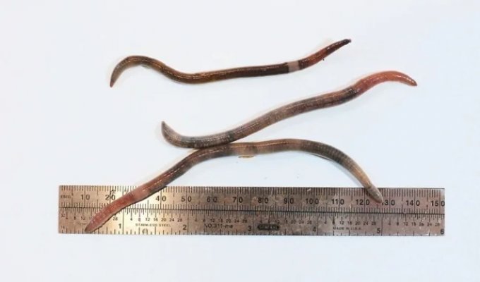 Worms that eat wood: a new environmental problem in the US (2 photos + 1 video)