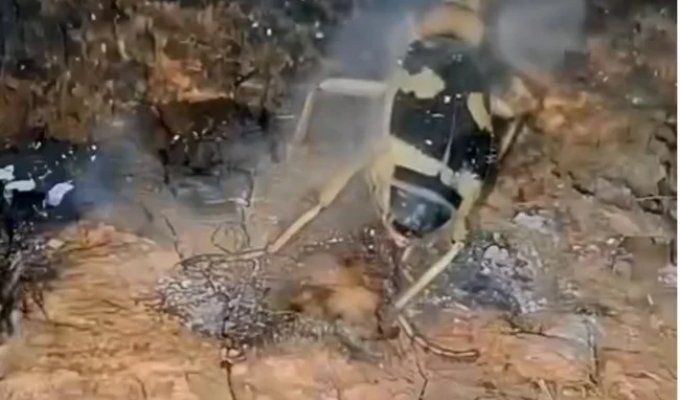 Жуки-бомбардиры своё название получили благодаря своеобразному защитному механизму (1 фото + 2 видео)
