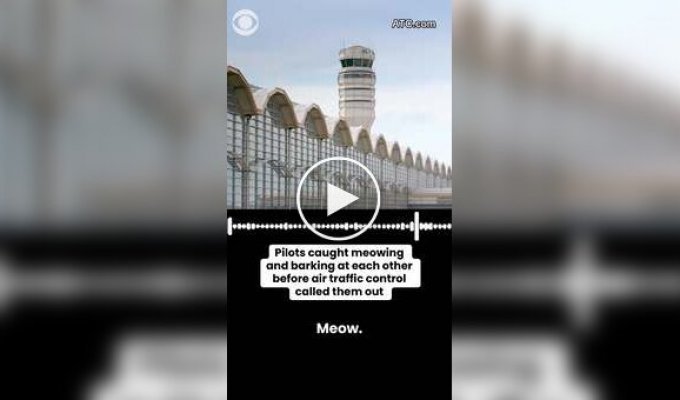 Pilots meowed and barked during the flight.