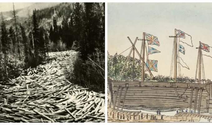 Floating sawmills: a controversial project by British shipbuilders (5 photos)