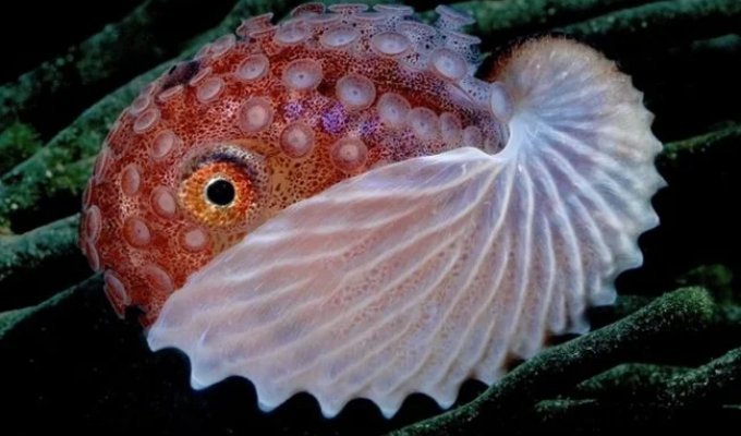 Аргонавт: восьминіг з раковиною, яка ні від чого не захищає (5 фото)
