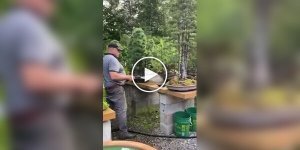 Canadian bonsai enthusiast grew his own mini-forest