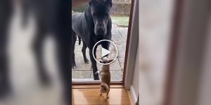 Small "brave" dogs versus giants