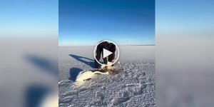 In Kazakhstan, a man saved a loving couple of swans from death in a frozen lake