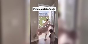 Dogs walk their People