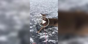 A man on skates saved fawns