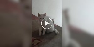 A stray cat introduced a kitten to a man who She was fed