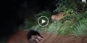 Ягуар атакував мурахоїда в несподіваний момент