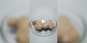 Timelapse of the growth of various plants
