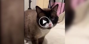 An adopted cat was about to be euthanized due to aggression, but a girl did the impossible