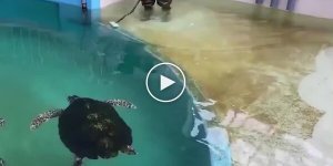 Интересный факт о черепахах