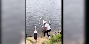 Мужчина угостил аиста рыбой