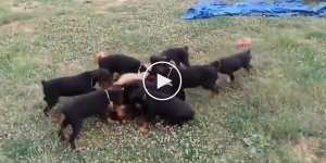German shepherds left with Doberman puppies