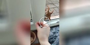 Девушка сняла на видео, как ее навещает белочка