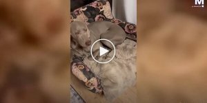 Four-legged "destroyers": dogs tore apart a bed in a house