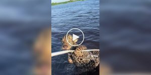 Рыбак выловил из воды и спас детеныша ягуара