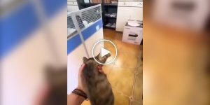 A girl used the services of a street cat